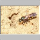 Gorytes laticinctus - Grabwespe 01.jpg